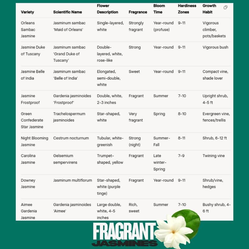 2 Belle of India Jasmine Plants Live, Climbing Jasmine Indoor Outdoor Live, Fragrant, 5-9" in Tall, No Pot, Hardy and Fast-Growing