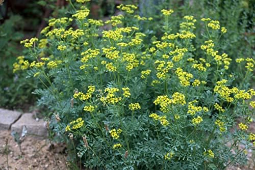 Organic Rue Seeds (Ruta graveolens) 100 Seeds (0.2 Grams) - Common Rue, Garden Rue, German Rue, Herb-of-Grace, Herbe à la Belle-Fille, Herbe de Grâce by Smoke Camp Crafts