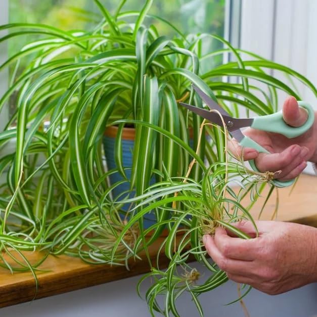 Healthy Spider Plant - Easy Care, Air-Purifying Houseplant (2 Spider Cups)