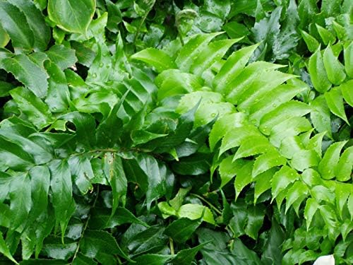 Japanese Holly Fern - 10 Live Plants - Cyrtomium Falcatum Rochfordianum