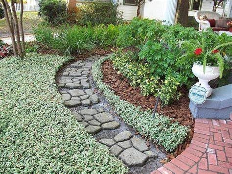 Jasmine Asiatic Variegated Plants | 5 Live 4 Inch Pots | Trachelospermum Asiaticum 'Variegata' | Fragrant Ground Cover | Evergreen Vine