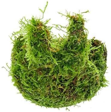 Live Aquarium Plants on Driftwood, Lava Rock, Moss, Fiber Mat - Freshwater Fish Tanks - Easy, Beginner Friendly (Christmas Moss on Coconut Rabbit)