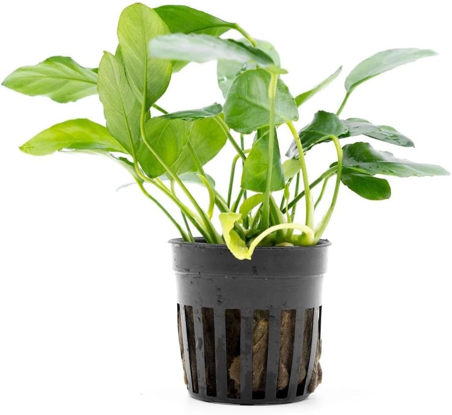 Live Plants – Anubias Nana Paxing (Anubias barteri VAR. Nana 'Paxing') – Low to Moderate Light, Deep Green Color Small Rounded Leaves, Foreground to Midground - Pot - 3 Pack