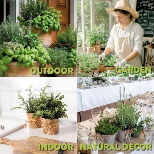 5 Herb Window Garden Kit Indoor - Herb Seeds for Indoor & Outdoor Planting, Gardening Gift for Kids, Moms, Women, Beginners - Complete Starter Kit with Pots, Soil, Basil, Mint, Thyme, Parsley