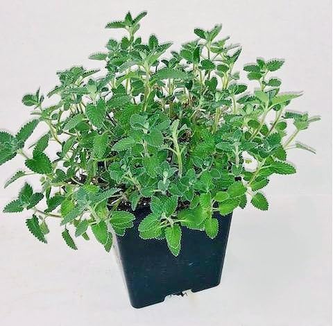 Greenwood Nursery: Live Perennial Plants - 'Walkers Low' Catmint + Nepeta × Faassenii - [Qty: 5X Pint Pots] - (Click for Other Available Plants/Quantities)