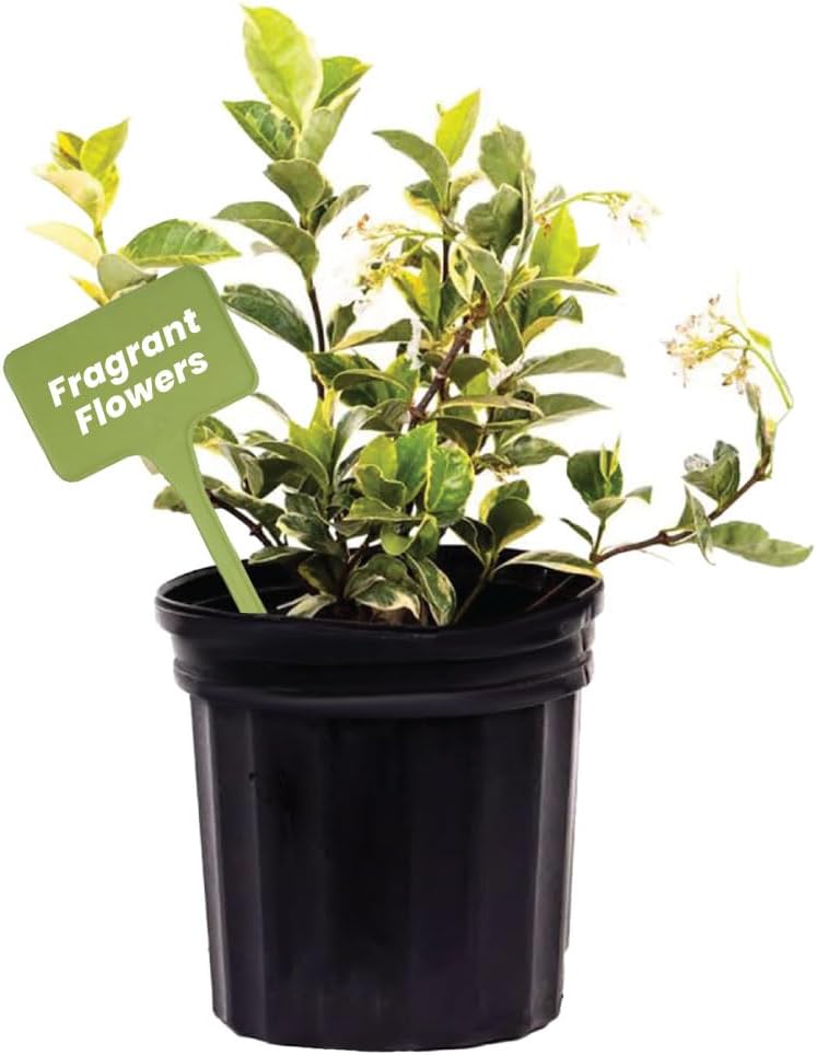 American Plant Exchange Variegated Confederate Jasmine – 6-Inch Pot – Live Fragrant Flowering Vine with Green and White Foliage for Hanging Baskets, Trellises, Patios & Outdoor Décor
