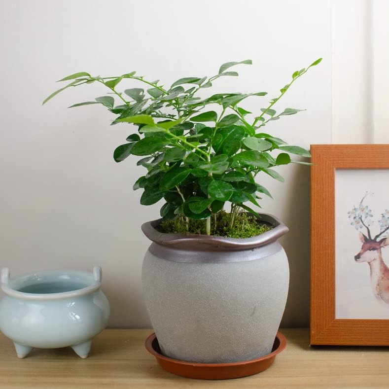 6 Pack of 8 inch Plant Saucer, Heavy Duty Plastic Plant Drip Trays 8" Round, Plant Dishes Saucer, Flower Plant Water Trays for Indoors, Plate for Planter 7-9" (8 inch, Terracotta)