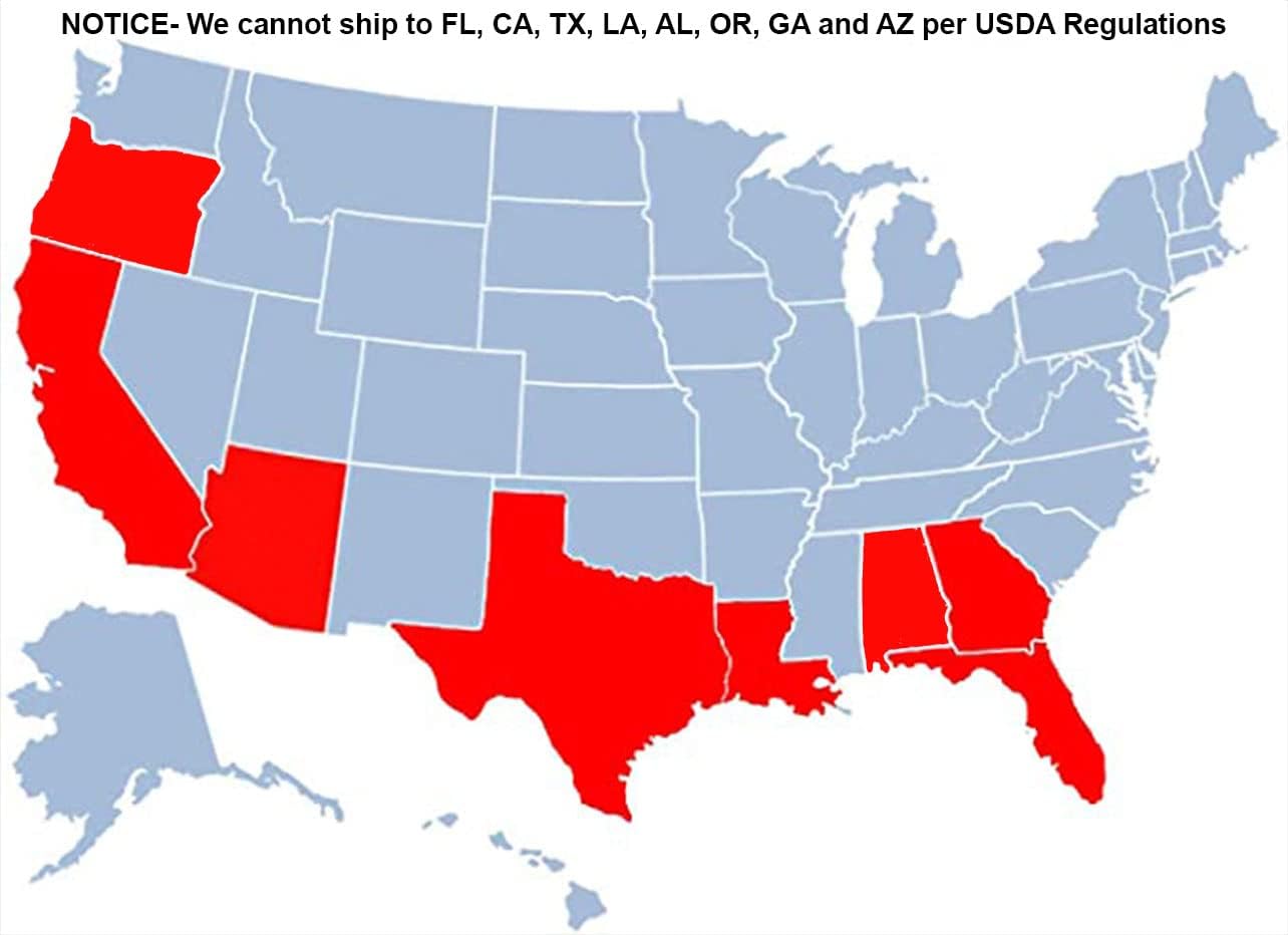 Brighter Blooms - Owari Satsuma Mandarin Tree, 2-3 ft, No Shipping to AL, AZ, CA, FL, GA, LA, OR, TX