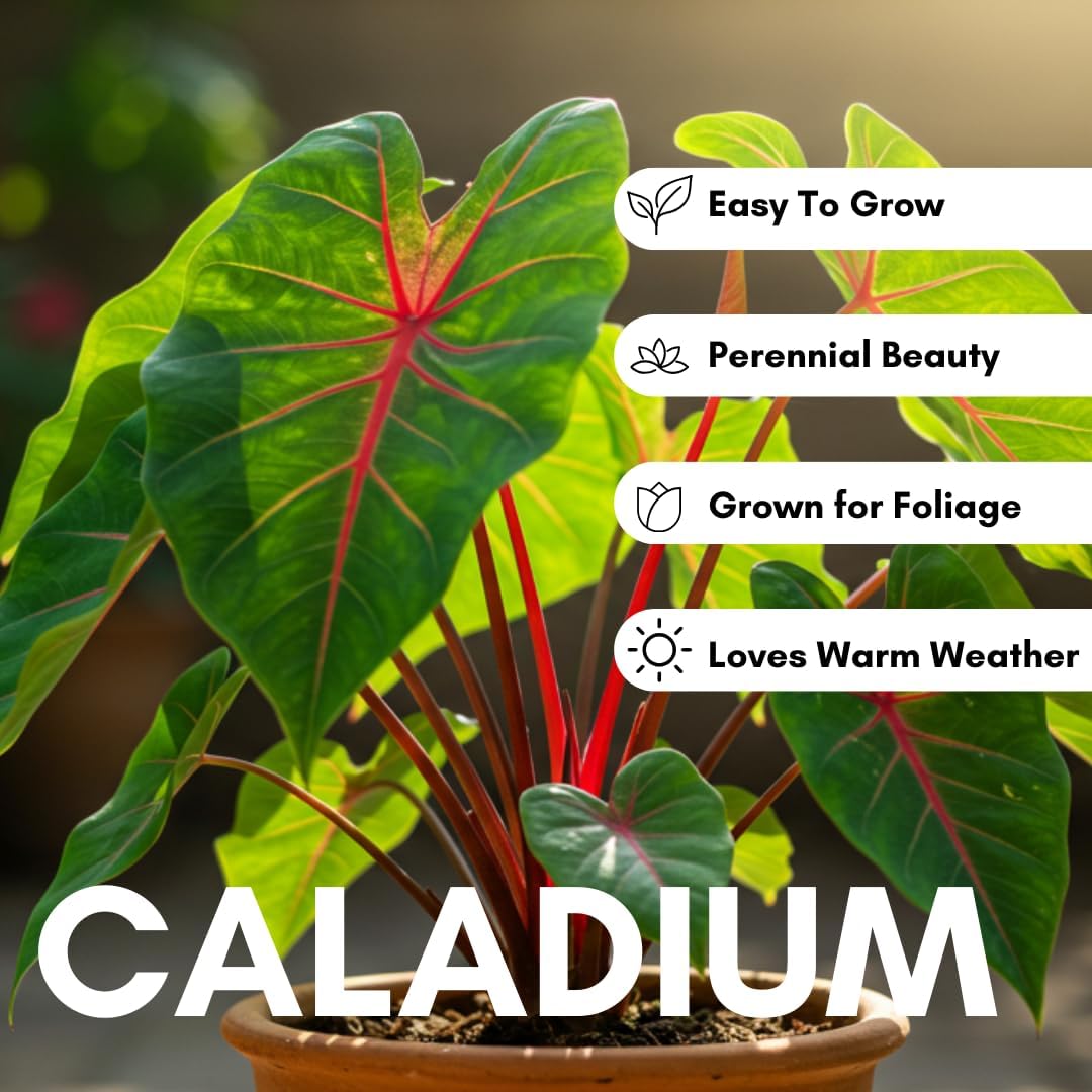 Hawaiian Punch Caladium Bulbs for Planting -Rare Coloring - Perennial Hosta, Elephant Ears, Fancy (5 Elephant Ear Bulbs)