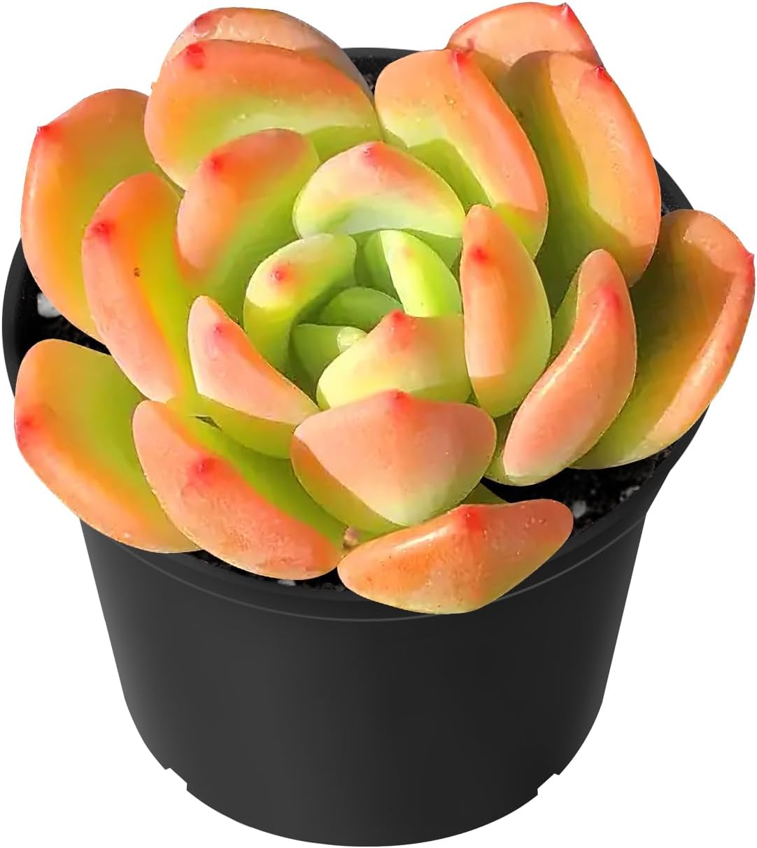 Sprout N Green Echeveria Sweet Orange, Rare Live Succulent Plant Fully Rooted with Soil, Home Office Indoor Outdoor Wedding Decoration DIY Projects Party Favor