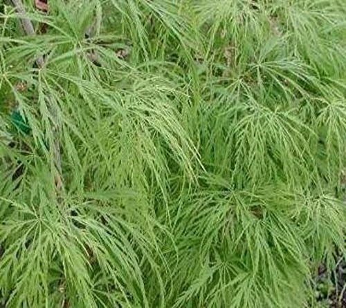 Waterfall Green Weeping Laceleaf Japanese Maple - Live Plant - Trade Gallon Pot