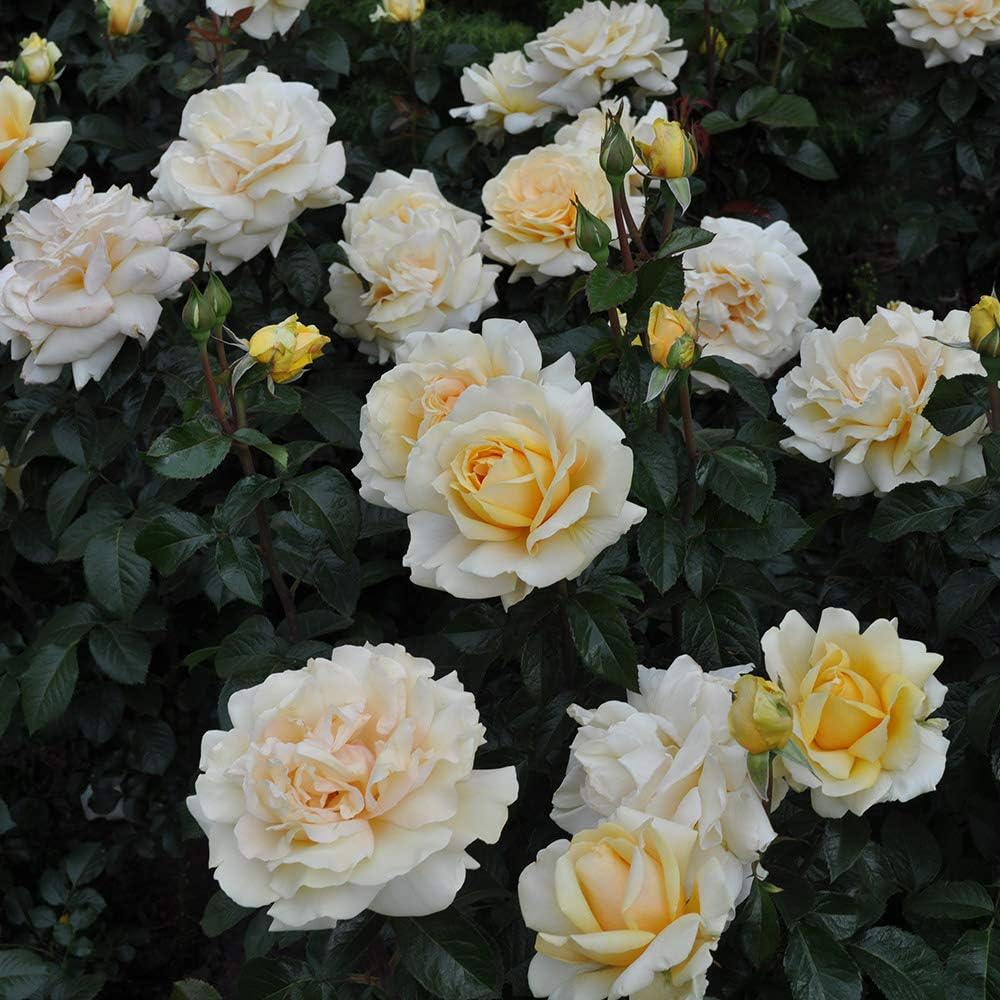 Heirloom Roses Hybrid Tea Rose Bush - Eleganza® Winter Sun Live Yellow Plant for Outdoor Planting