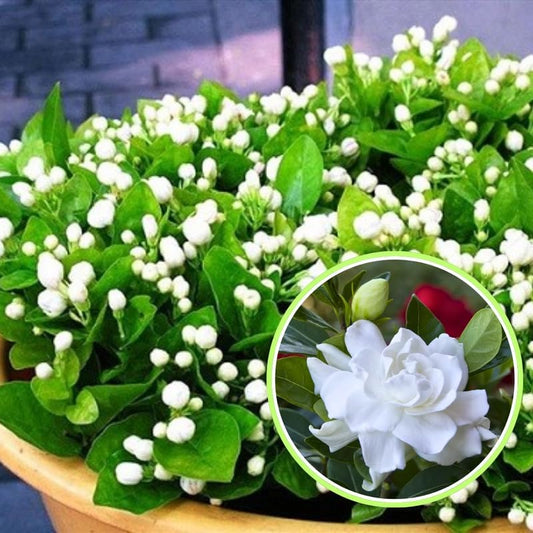 2 Carolina Jasmine Plants Live, Climbing Jasmine Indoor Outdoor Live, Fragrant, 5-9" in Tall, No Pot, Hardy and Fast-Growing