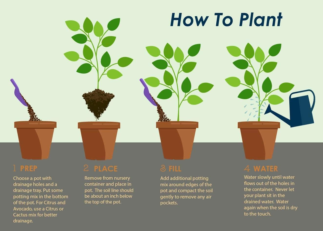 Brighter Blooms - Cold Hardy Avocado Tree, 3-4 ft. - No Shipping to AK, AZ, HI, OR