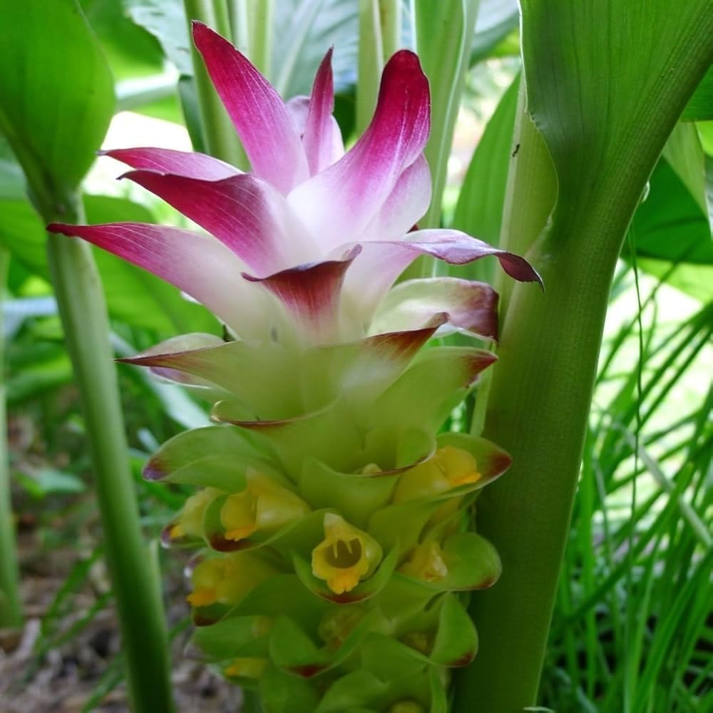 Premium Live Black Turmeric (Curcuma caesia) Plants - Rare Herbal Medicinal Plant, Perfect for Home Gardens (2 Black Turmeric Cups)