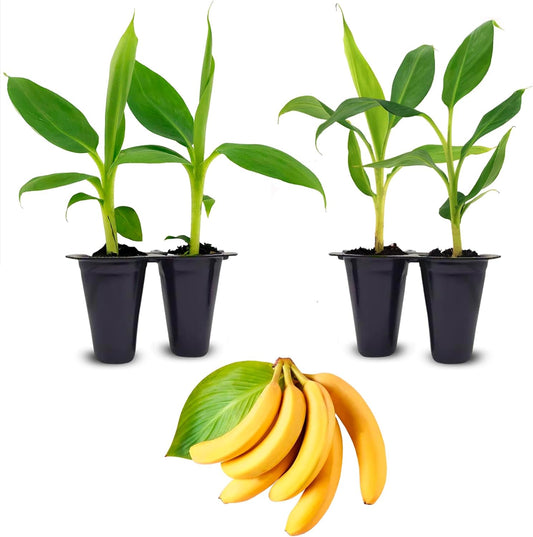 Banana Tree Gran Nain. Set of 4 Starter Live Plants (Double Mahoi)