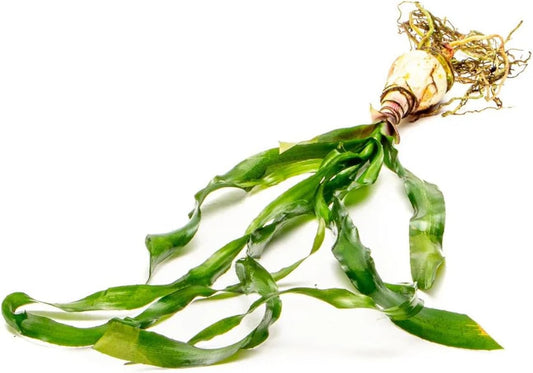 Live Plants - Thai Onion Plant (Crinum thaianum) - Medium Light, Green Accent Freshwater Aquatic Plant, Midground to Background Placement for Aquascaping - Bulb Growth - Bulb - 1 Pack