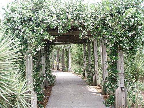 New Life Nursery & Garden 'Confederate Jasmine Vine, Trade Gallon Pot