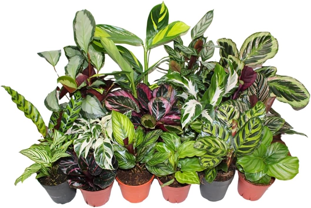 Calathea Assorted 4" pots: Grower's Pick, Indoor Plants, Easy Care Houseplant, Starter Plant,Live Indoor, Easy to Grow - Beginner Plant by Coollectiveplants (4 Pack)