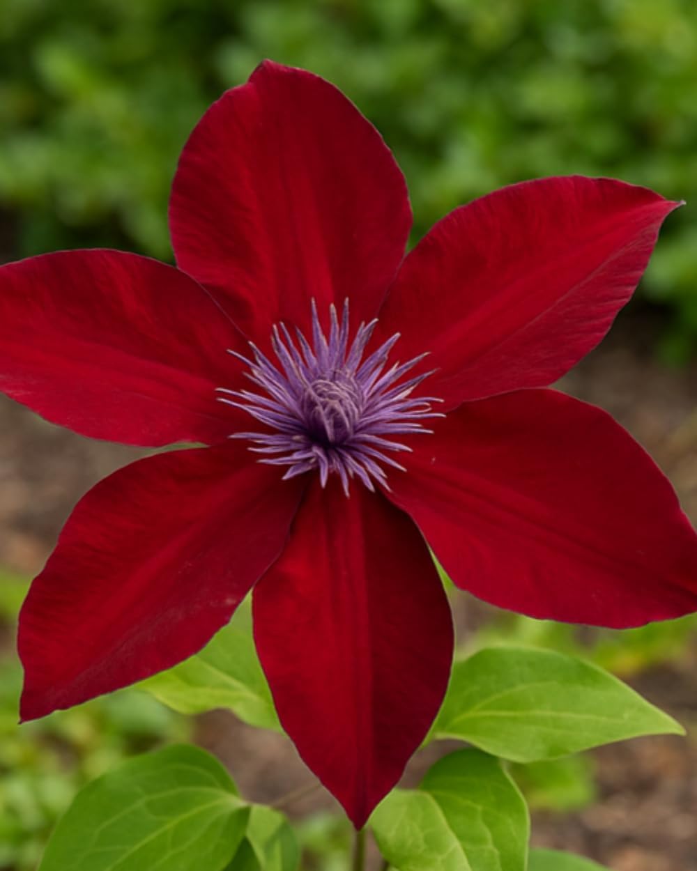 Perennial Farm Clematis Boulevard® Nubia™ Hybrid – Live Clematis Vine in 4 Quart Container, Rich Red Blooms, Compact Habit, Long Blooming, Perfect for Trellises, Containers & Small Space Gardens