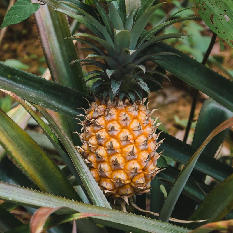Sugarloaf Pineapple Plant Live for Planting 5 to 8 Inch Tall, Sweet Pineapple Fruit Tree Live Plant, Pineapple Seedling