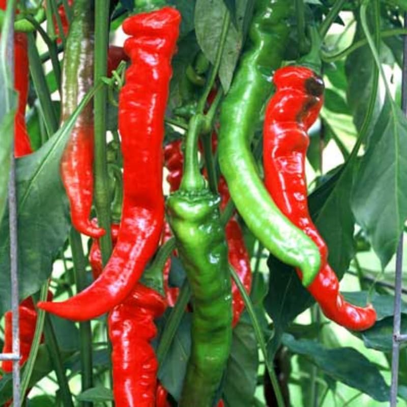 Set 2 Red Long and Hot Pepper Live Plants, 90 Days Old Live Pepper Chili Plant for Spring Planting