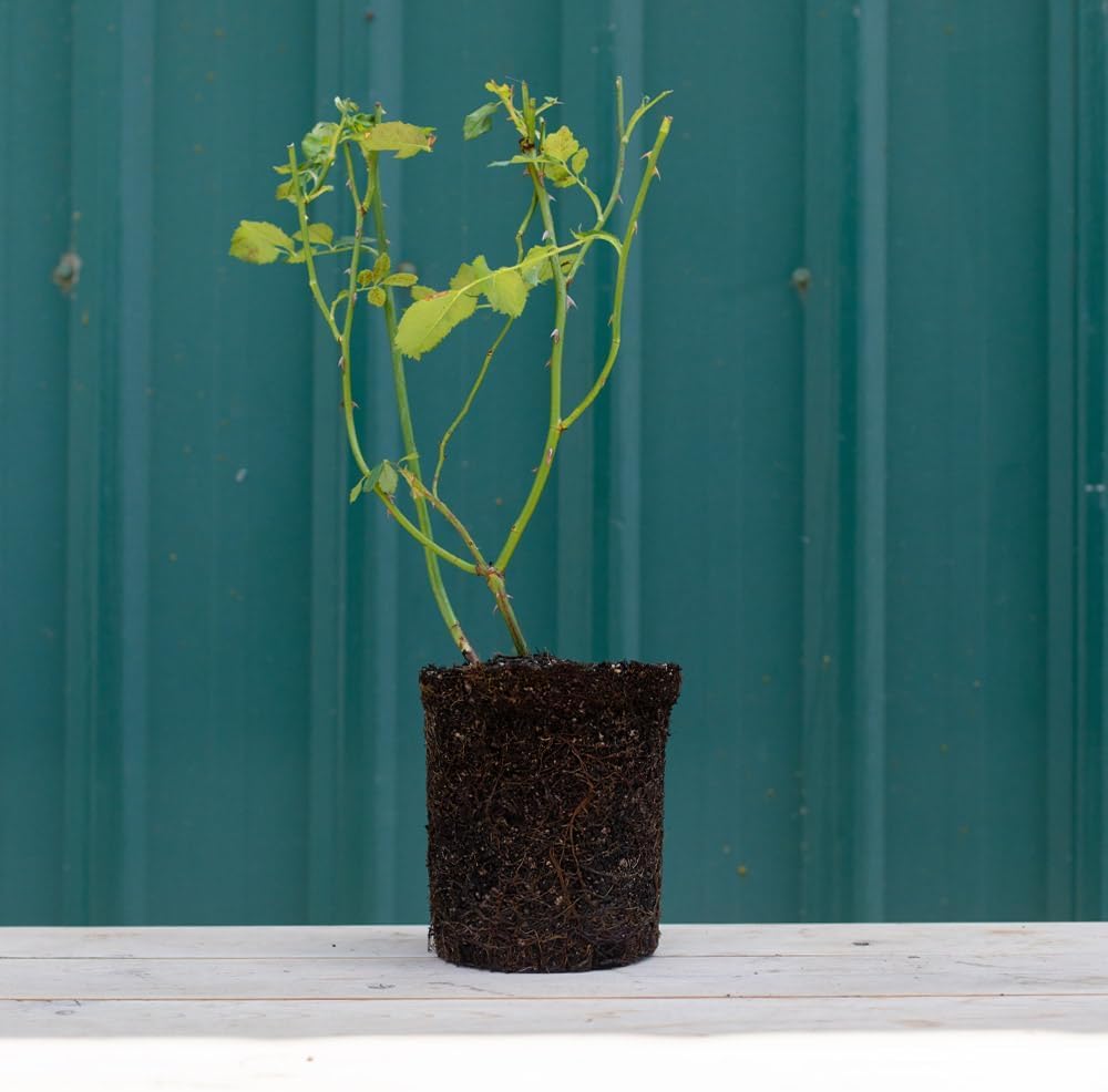 Heirloom Roses Rose Plant - Pinkerbelle™ Rose Bush, Hybrid Tea Roses Live Plant for Planting Outdoors