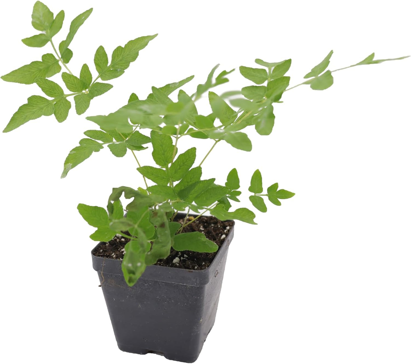 Greenwood Nursery: Live Perennial Plants - Royal Fern + Osmunda Regalis - [Qty: 10x 3.5 Pots] - (Click for Other Available Plants/Quantities)
