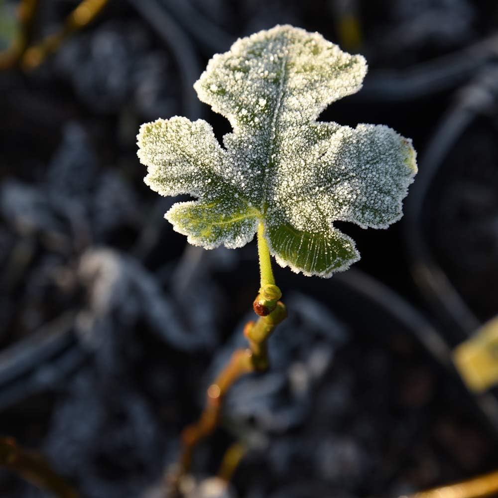 Chicago Hardy 2 Pack