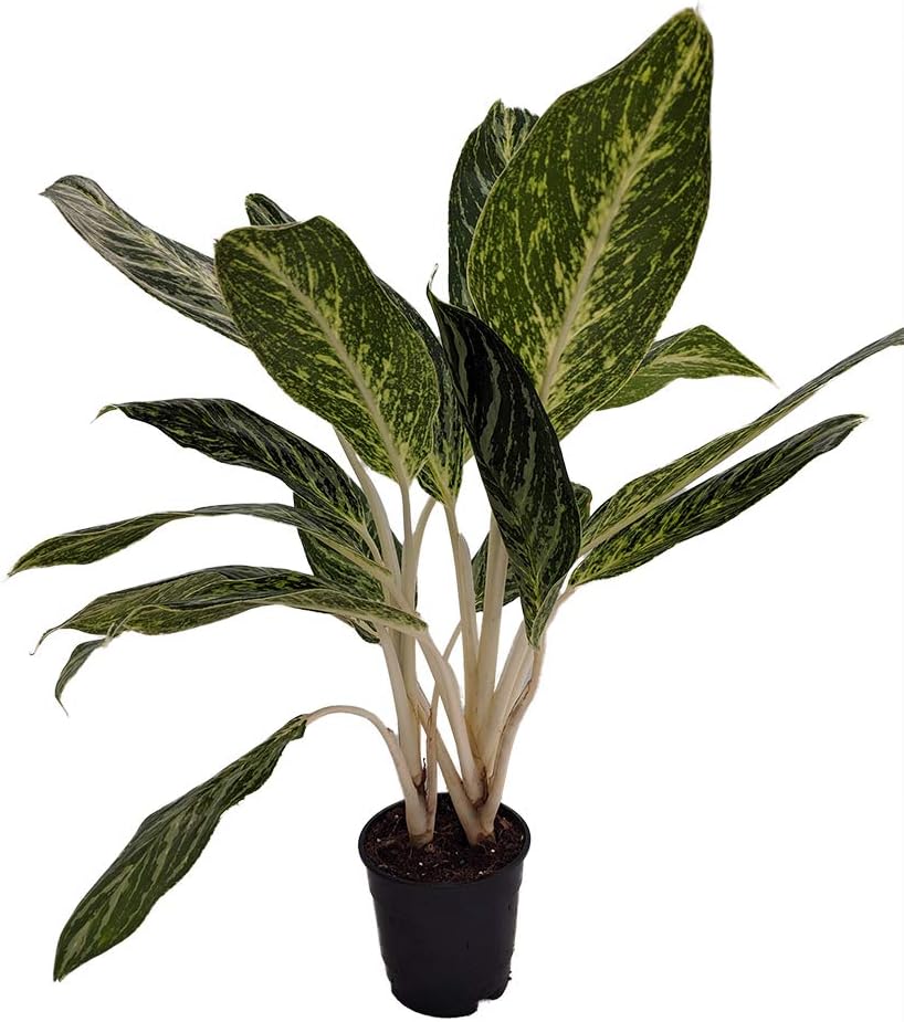 Golden Madonna Chinese Evergreen Plant - Aglaonema - Grows in Dim Light - 6" Pot