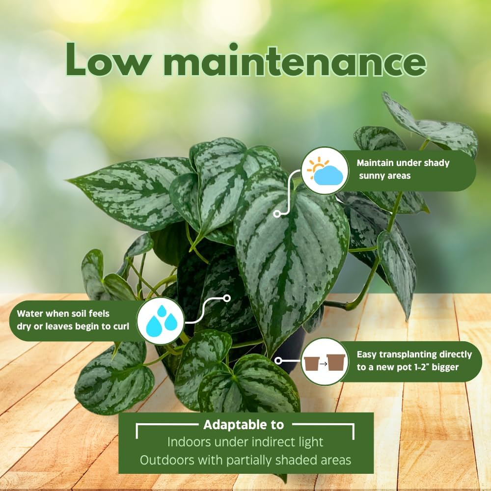 BubbleBlooms Philodendron Assortment in 4 inch Pots Set of 5