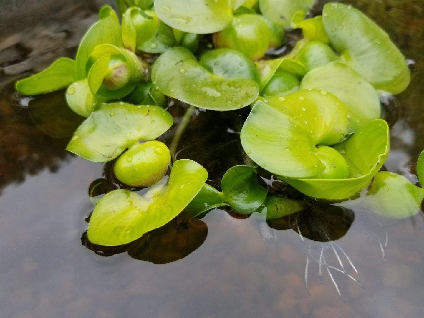 Water Hyancinth - Easy Floating Live Pond Plant