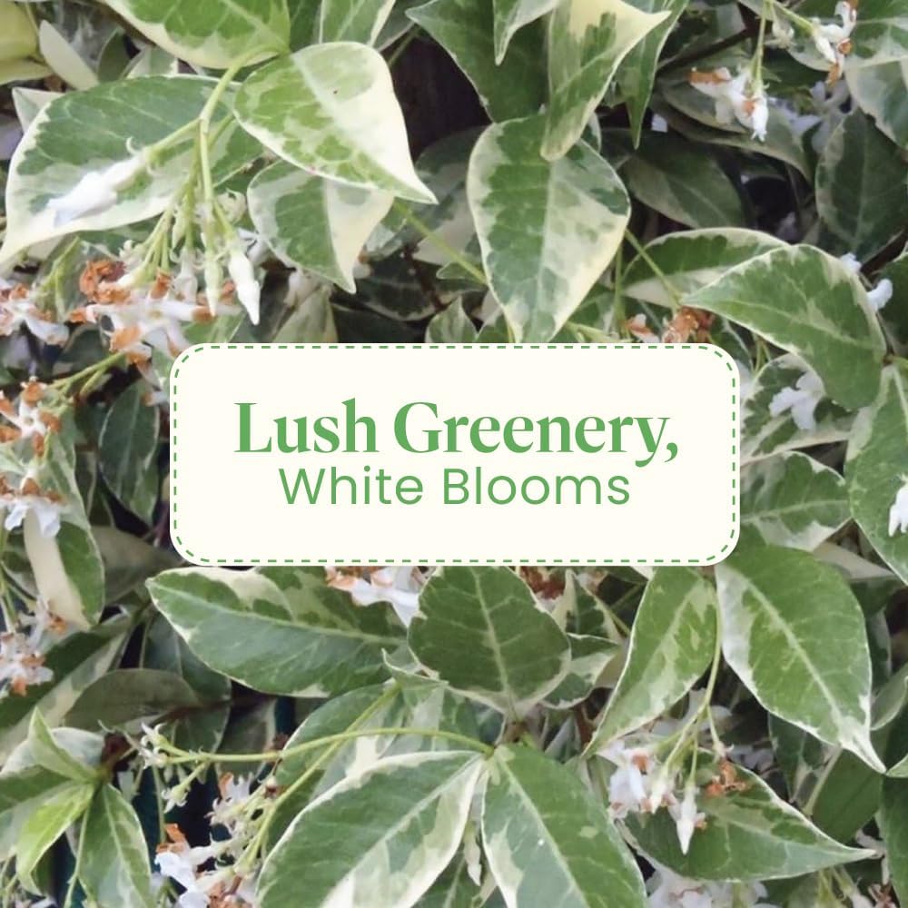 American Plant Exchange Variegated Confederate Jasmine – 6-Inch Pot – Live Fragrant Flowering Vine with Green and White Foliage for Hanging Baskets, Trellises, Patios & Outdoor Décor