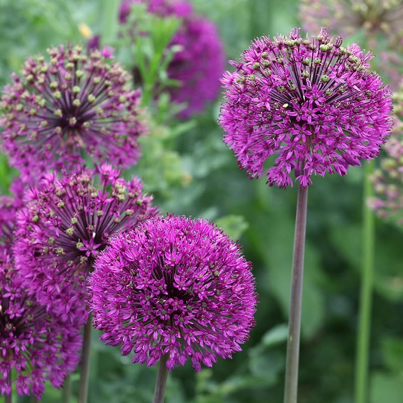 Purple Sensation Allium - Allium aflatuense Flower Bulbs - 5 Bulbs per Pack - Attracts Butterflies and Hummingbirds - Deer Resistant - Good as Cut Flowers - Perennializing - Easy to Grow Live Plants