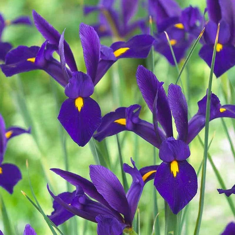 Complete Spring Flower Bulb Garden - 50 Bulbs for 50 Days of Continuous Blooms (Spring Color from March Through June) - Easy to Grow Fall Planting Bulbs by Willard & May