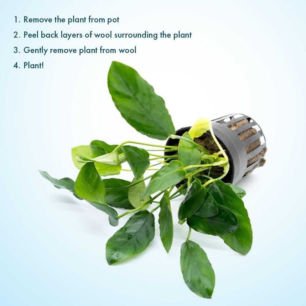 Live Plants – Anubias Nana Paxing (Anubias barteri VAR. Nana 'Paxing') – Low to Moderate Light, Deep Green Color Small Rounded Leaves, Foreground to Midground - Pot - 3 Pack