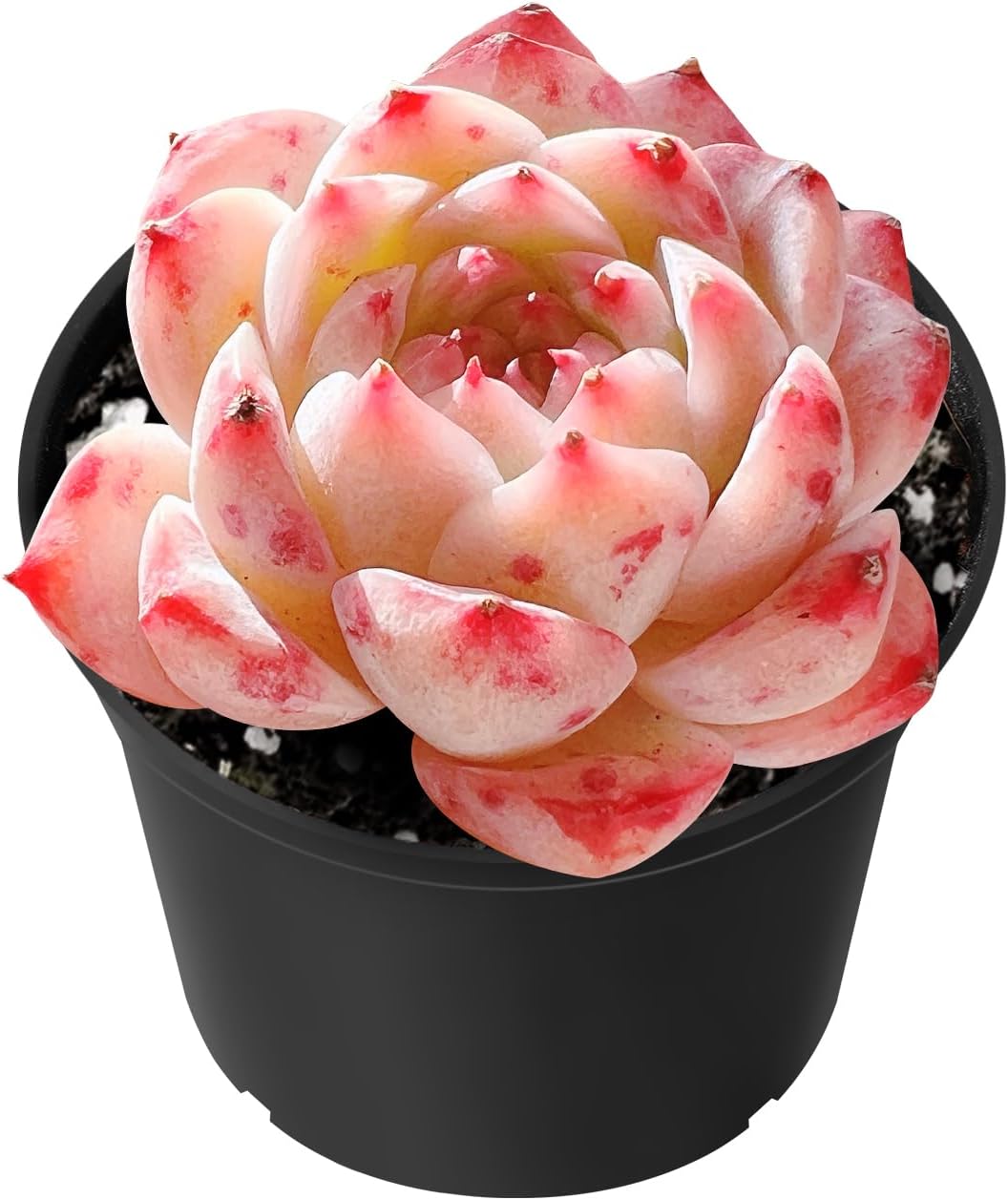 Sprout N Green Echeveria 'Red Velvet', Rare Live Succulent Plant Fully Rooted in 2" Planter with Soil, Home Office Indoor Outdoor Wedding Decoration DIY Projects Party Favor