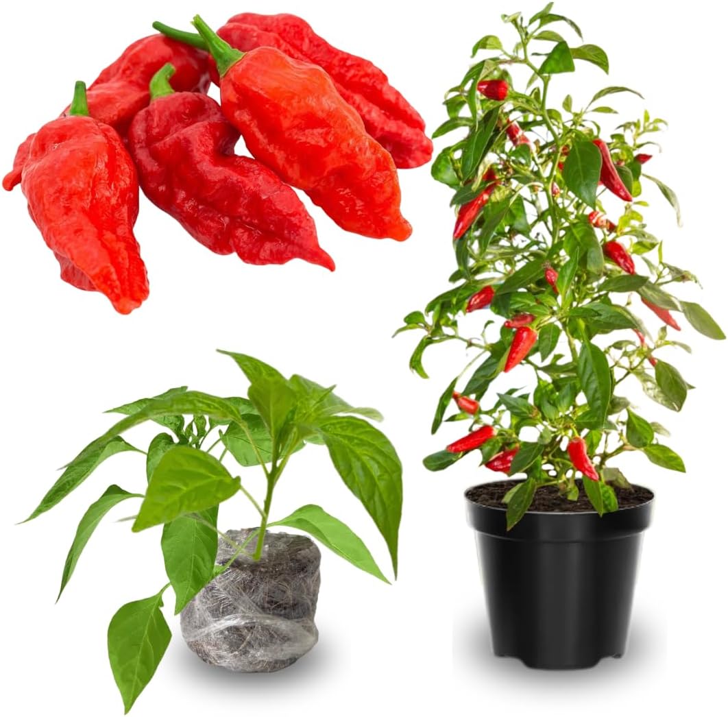Pack 4 Pepper Plants Live, 80 Days Old Live Pepper Green for Growing, Chili Peppers for Planting, 5 to 9 Inc Tall (Bhut Jolokia Ghost)