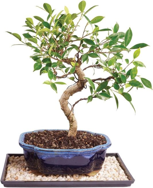 Brussel's Bonsai Live Golden Gate Ficus Indoor Bonsai Tree - Medium, 7 Years, 8 to 16 In - Live Bonsai Tree in Ceramic Bonsai Pot and Humidity Tray