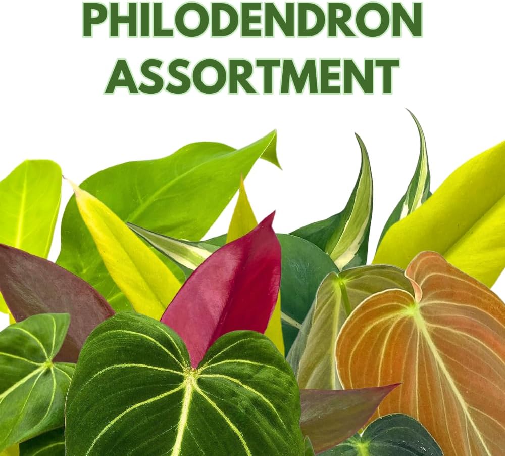 BubbleBlooms Philodendron Assortment in 4 inch Pots Set of 5