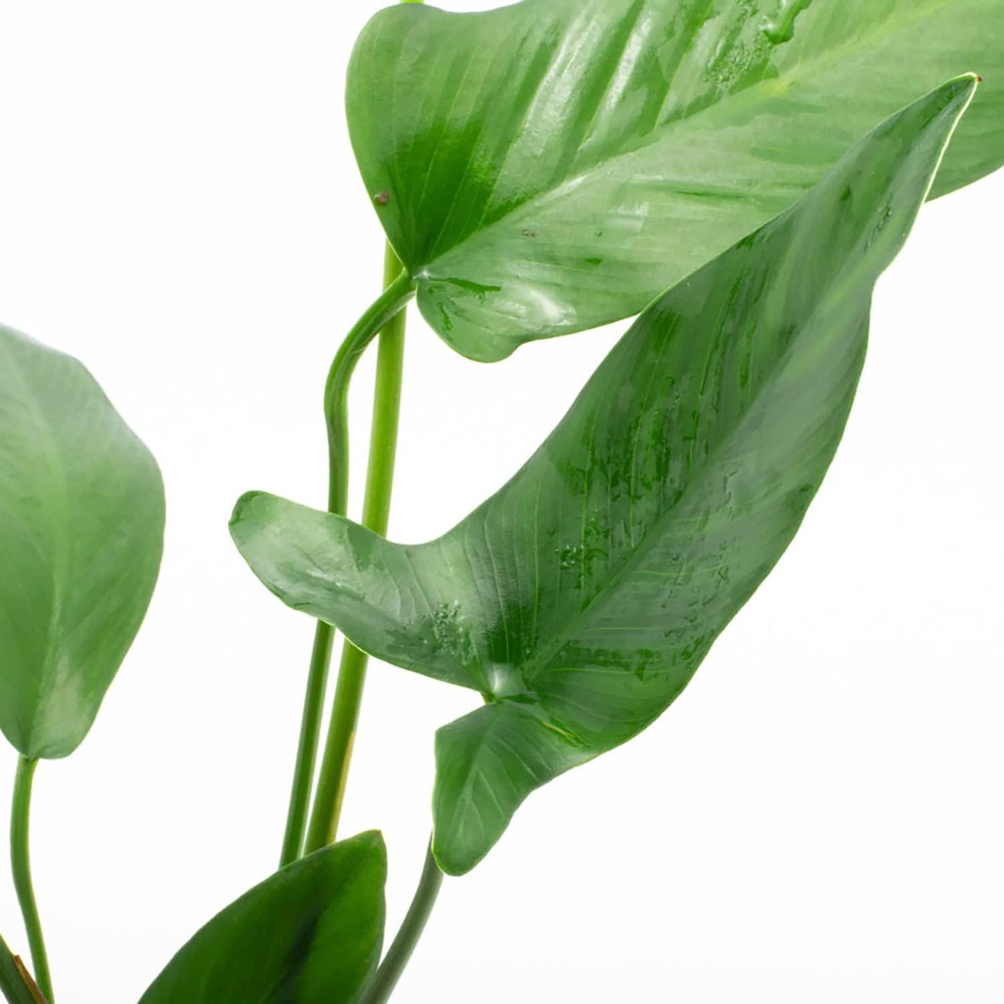 Anubias Live Aquarium Plants - Potted Freshwater Plant for Fish Tanks, Terrariums - Beginner Friendly Low Light (Hastifolia, 1 Pot)