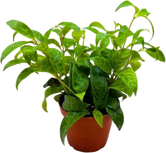 BubbleBlooms Black Pagoda Lipstick Plant in a 4 inch Pot