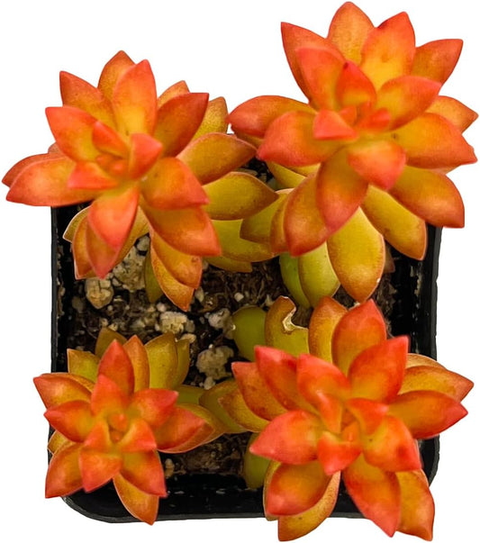 Sprout N Green Sedum adolphii 'Shooting Stars', Mini Live Succulent Fully Rooted in 2 inch Starter Pot, House Plant for Indoor Outdoor Home Office Wedding Decoration Party Favor