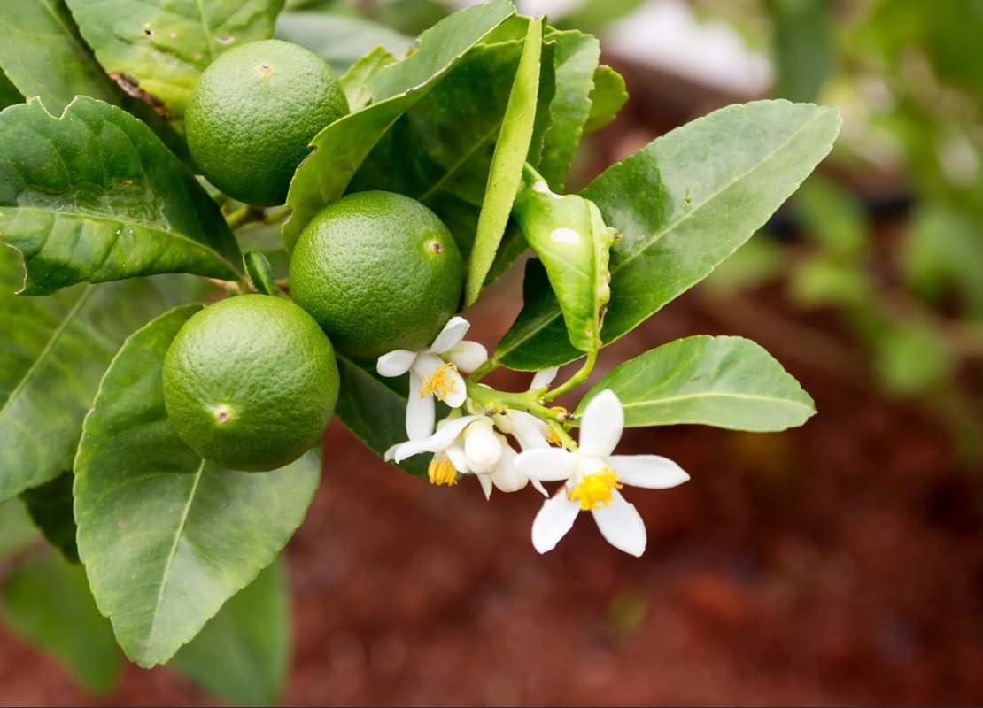 Dwarf Key Lime Tree Plant Live, 1 to 2 Ft Grafted Citrus Plant Fragrant Lemons, for Indoor/Outdoor Growing, Can't Ship to CA
