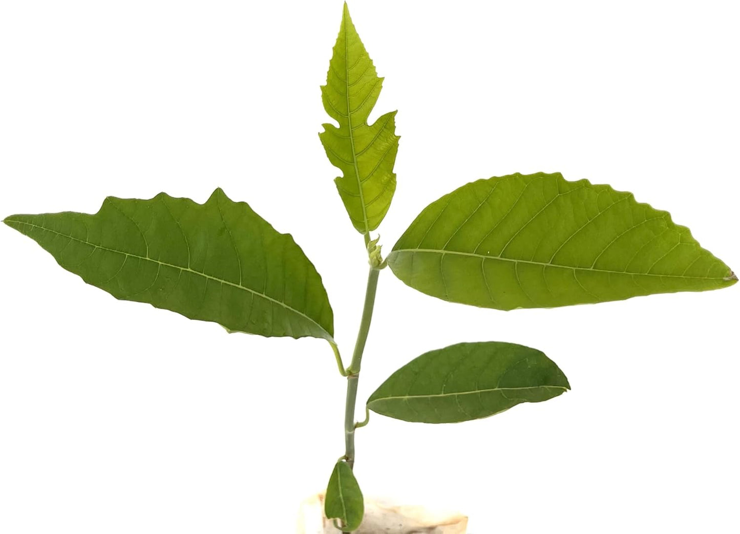 Breadfruit Tree - Live Big Fruit Tree 12"-24" Tropical Plantae