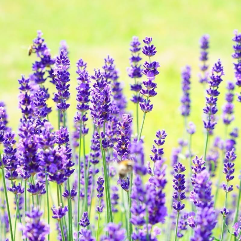 Set 2 Lavender Plants Live, Lavandula Perennial Flower Plants Indoor Outdoor, Well Rooted Plugs 3 to 5 Inch Tall to Grow (Blue Lavender)