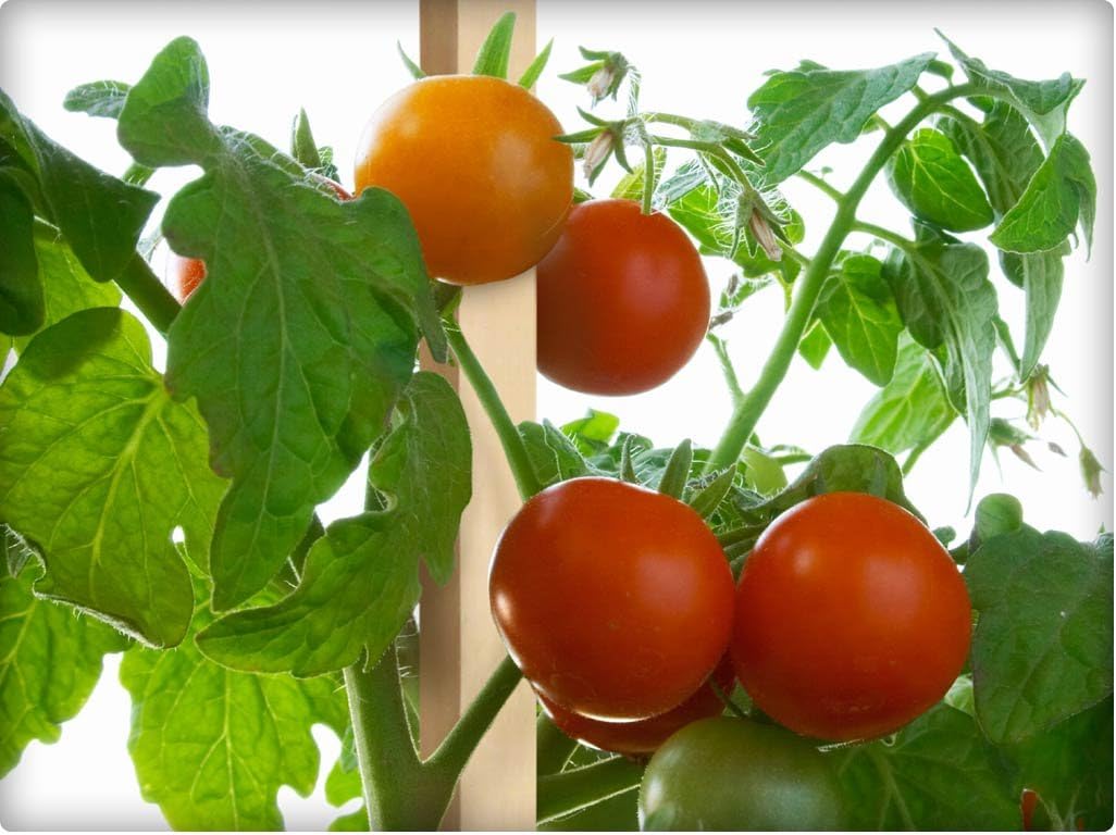 Greenes Fence 3 Ft. Wooden Garden and Sign Post Stakes (100-Pack)