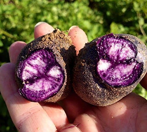 Simply Seed - Purple Majesty - Naturally Grown Seed Potatoes - 3 LB- Ready for Planting - American Raised - Real Potatoes - Non GMO