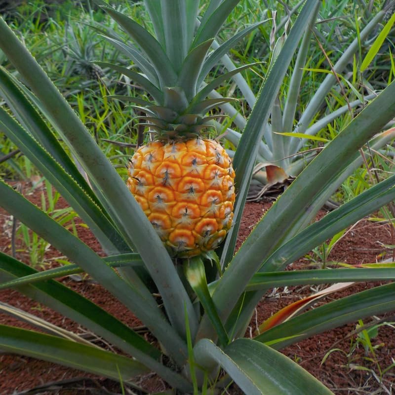 Gold Pineapple Plant Live for Planting 5 to 8 Inch Tall, Sweet Pineapple Fruit Tree Live Plant, Pineapple Seedling