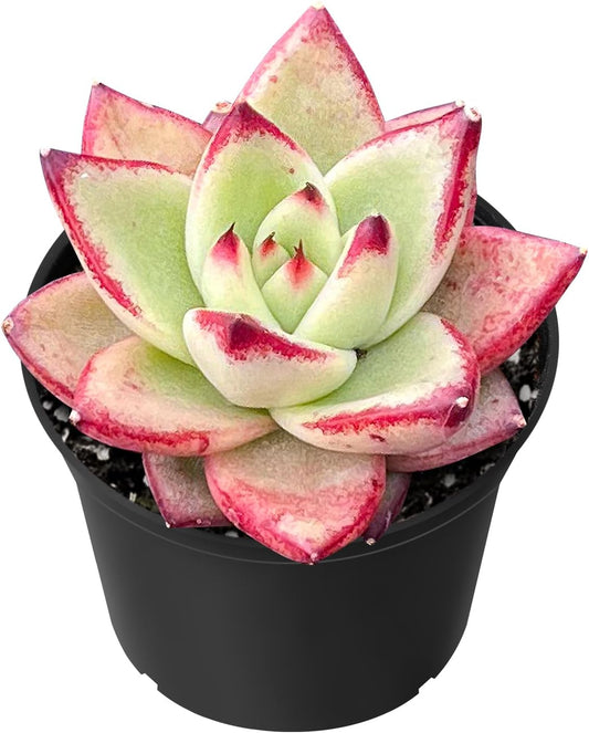 Sprout N Green Echeveria Red Knight | Red Ebony, Mini Live Succulent Fully Rooted in 2 inch Starter Pot, House Plant for Indoor Outdoor Home Office Wedding Decoration Party Favor